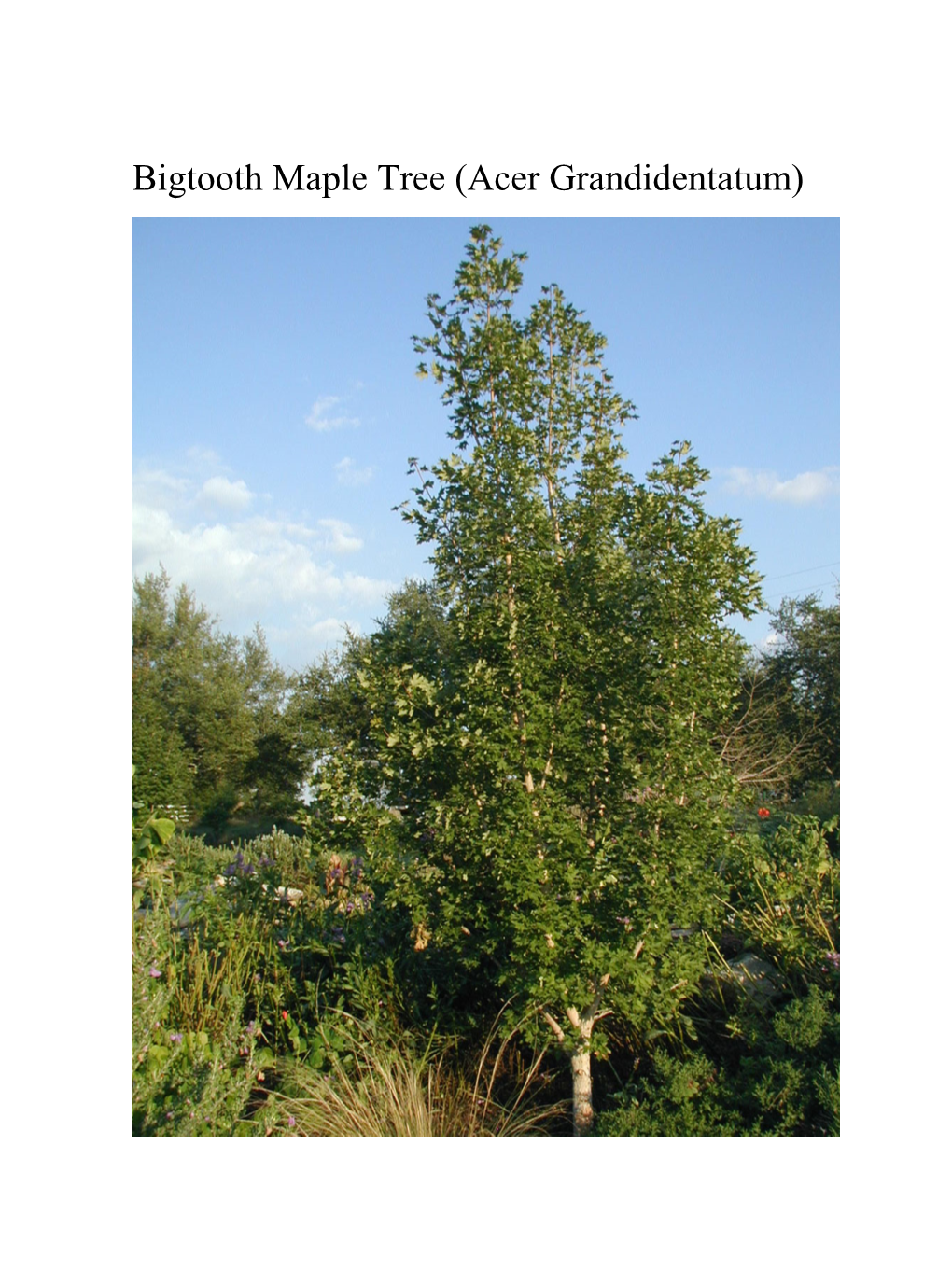 Bigtooth Maple Tree (Acer Grandidentatum) Native Land: Hill Country Texas Sun/Shade: Full Sun Or Part-Shade General Information: Outstanding Shade Tree