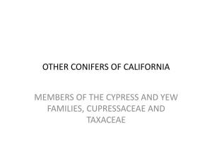 Other Conifers of California
