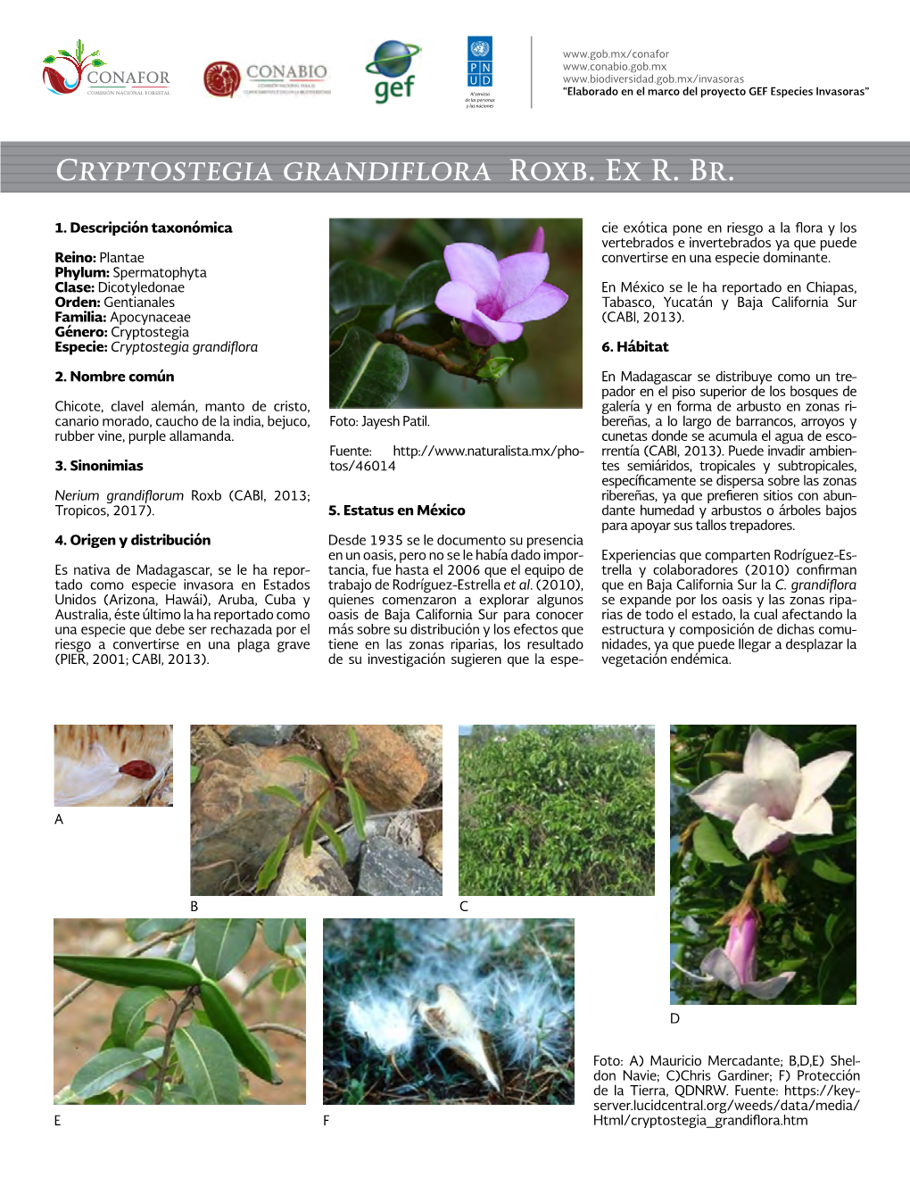 Cryptostegia Grandiflora Roxb. Ex R. Br