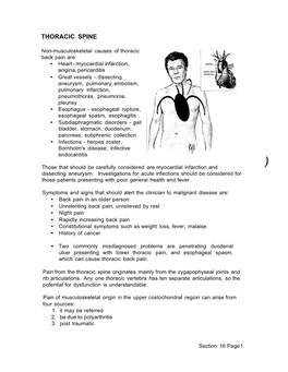 16 Thoracic Spine