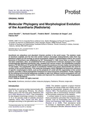 Molecular Phylogeny and Morphological Evolution of The