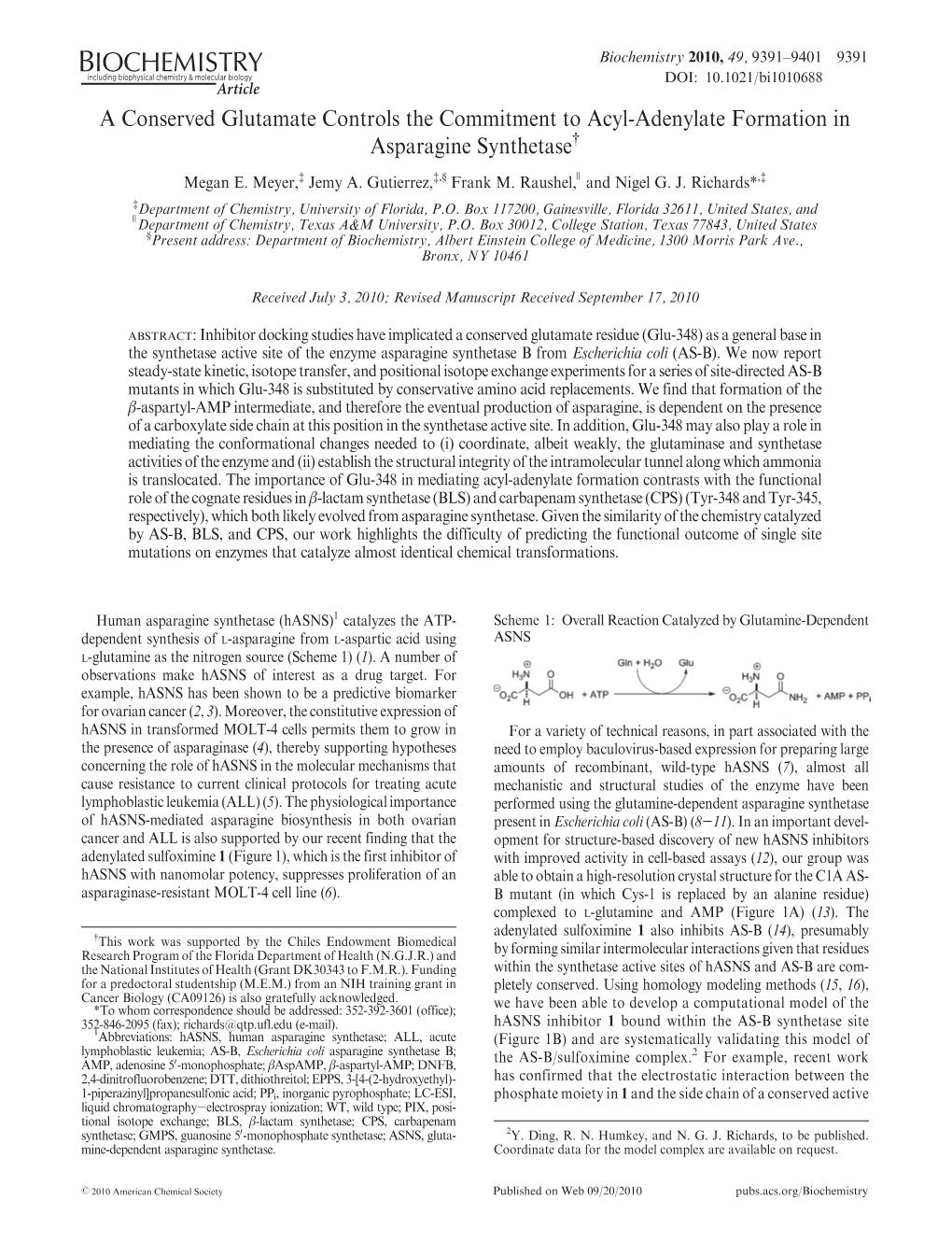 A Conserved Glutamate Controls the Commitment to Acyl-Adenylate Formation in Asparagine Synthetase†