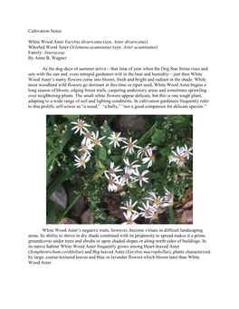 Cultivation Notes White Wood Aster Eurybia Divaricatus (Syn. Aster Divaricatus) Whorled Wood Aster Oclemena Acuminatus (Syn