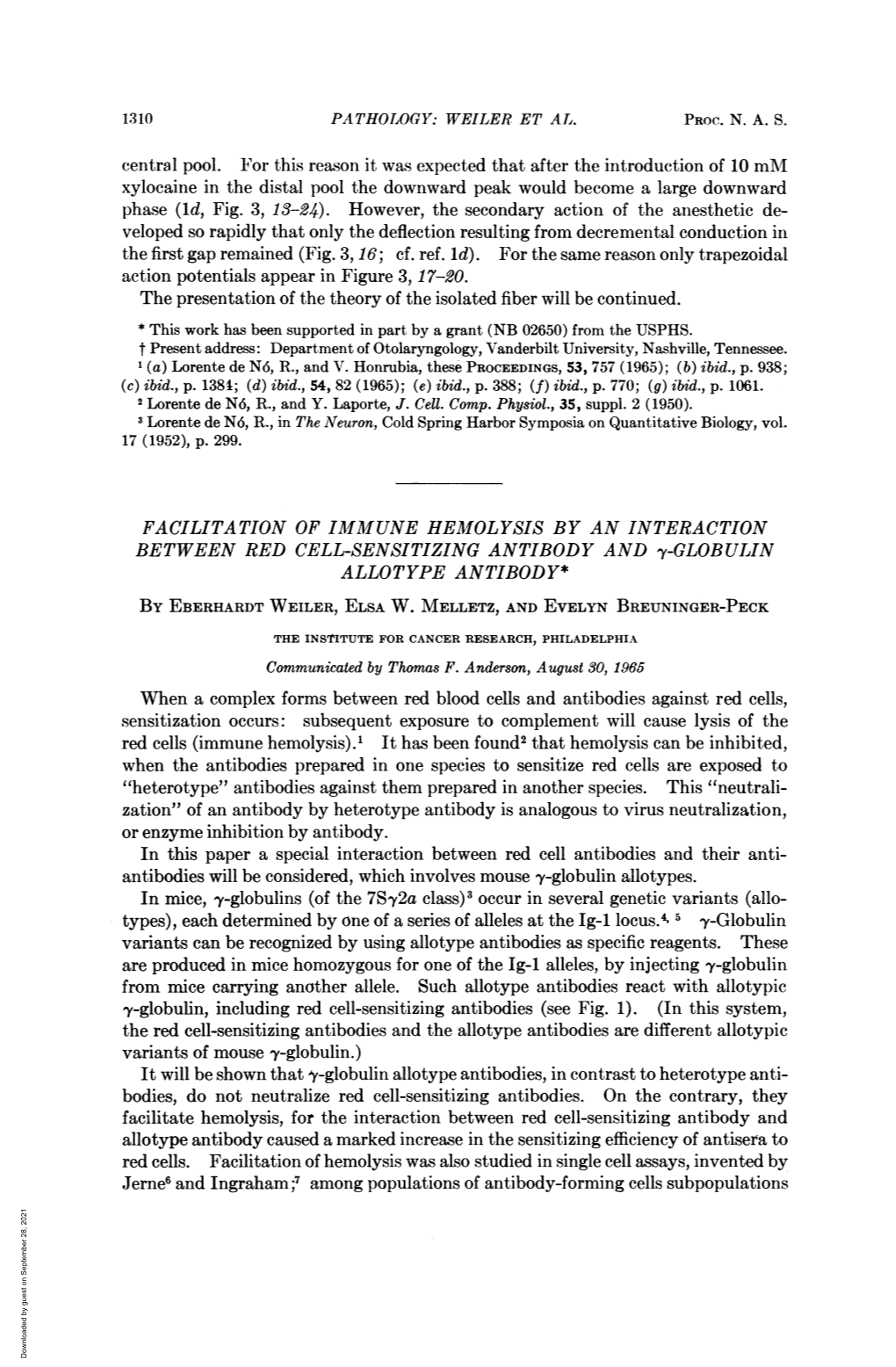 Y-Globulin Allotypes