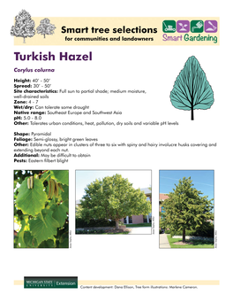 Turkish Hazel Corylus Colurna