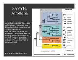 PAVYH: Afrotheria