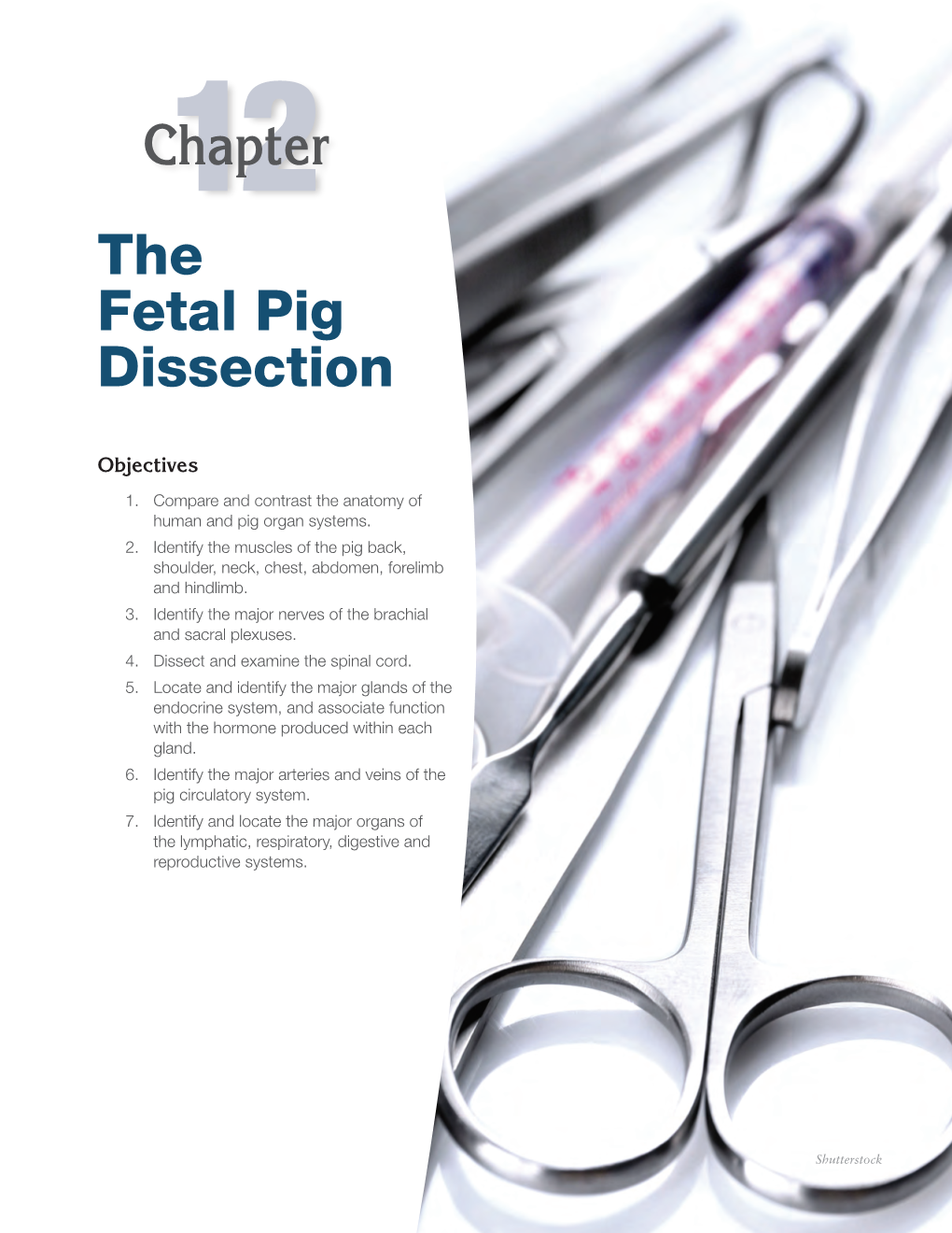 12Chapter the Fetal Pig Dissection