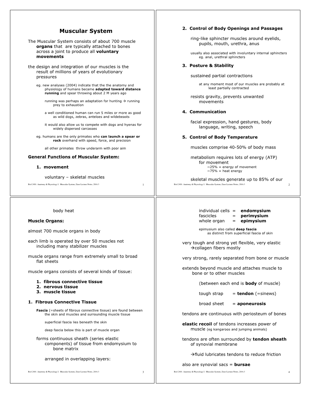 dd-muscular-system-anatomy-docslib