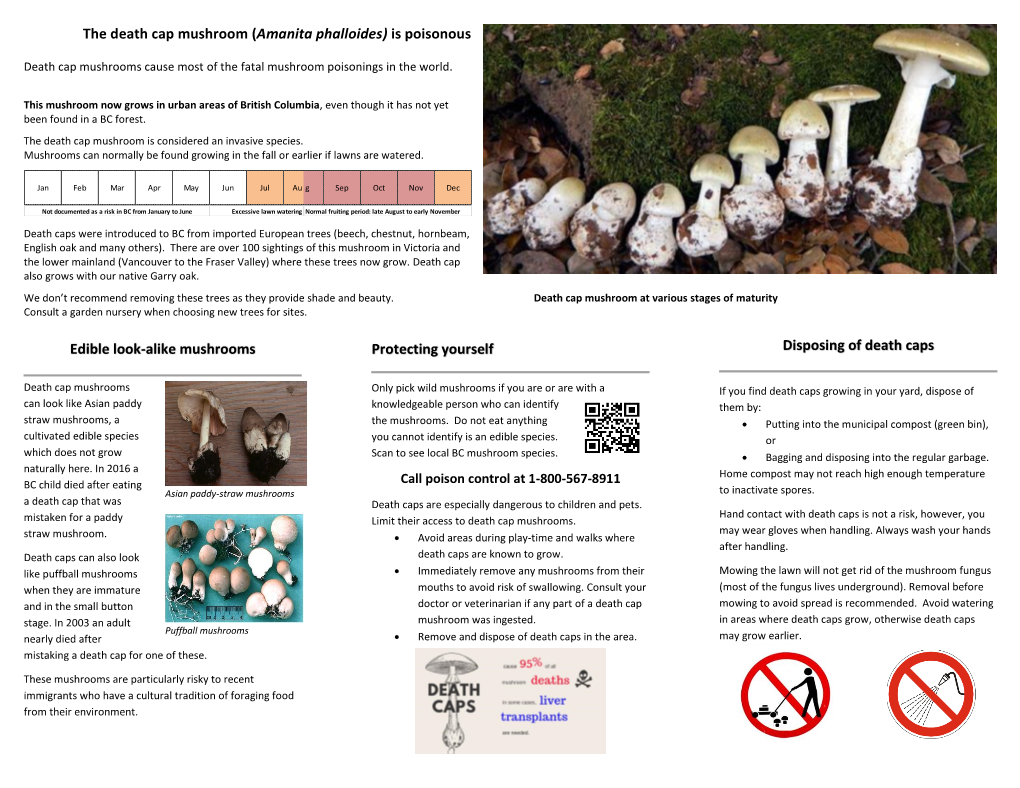 The Death Cap Mushroom (Amanita Phalloides) Is Poisonous