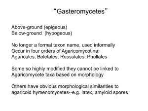 “Gasteromycetes”