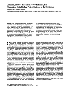 Cortactin, an 80/85-Kilodalton Pp60 Src Substrate, Is a Filamentous Actin-Binding Protein Enriched in the Cell Cortex Hong Wu and J