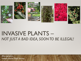 Invasive Plants – Not Just a Bad Idea, Soon to Be Illegal!