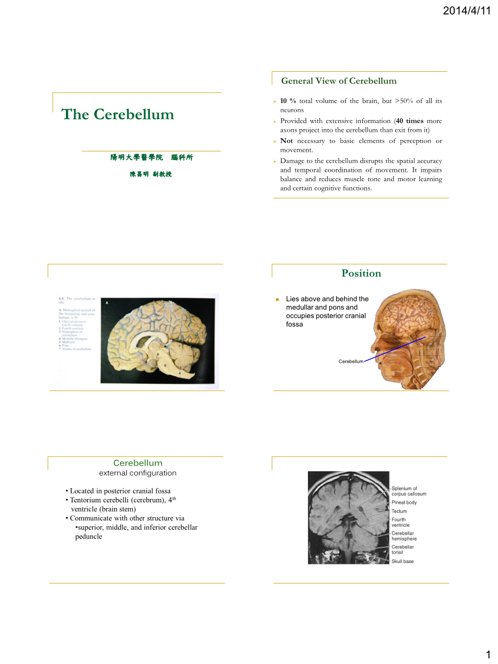 The Cerebellum