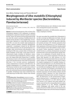 Morphogenesis of Ulva Mutabilis (Chlorophyta) Induced by Maribacter Species (Bacteroidetes, Flavobacteriaceae)
