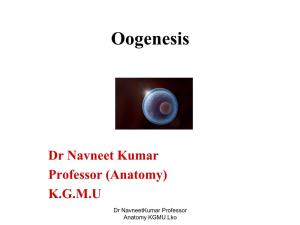 Oogenesis [PDF]