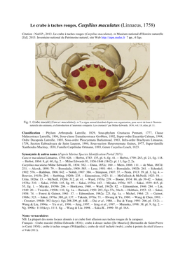 Le Crabe À Taches Rouges, Carpilius Maculatus (Linnaeus, 1758)