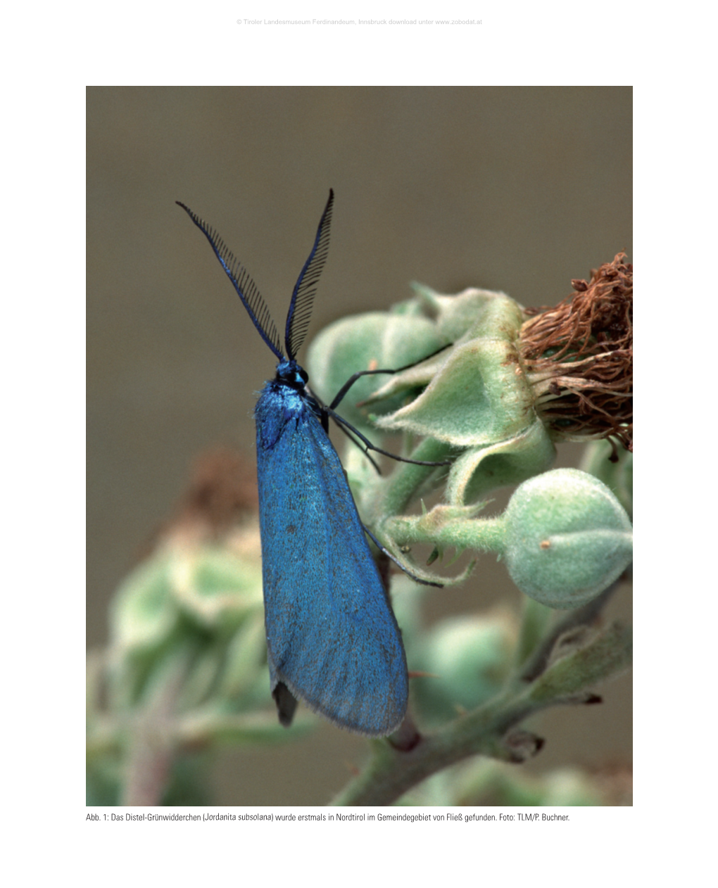 Dna-Barcoding Der Schmetterlinge (Lepidoptera) Des Zentralen Alpenraumes (Tirol, Südtirol) – Weitere Faunistische Landesneufunde