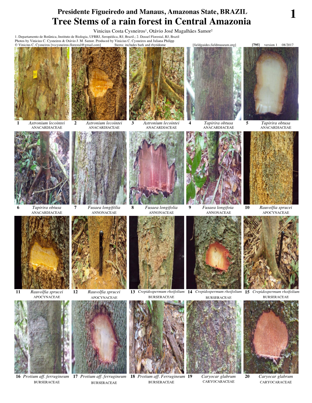 Tree Stems of a Rain Forest in Central Amazonia Vinicius Costa Cysneiros¹, Otávio José Magalhães Samor² 1