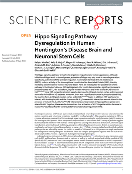 Hippo Signaling Pathway Dysregulation in Human Huntington's Disease Brain and Neuronal Stem Cells