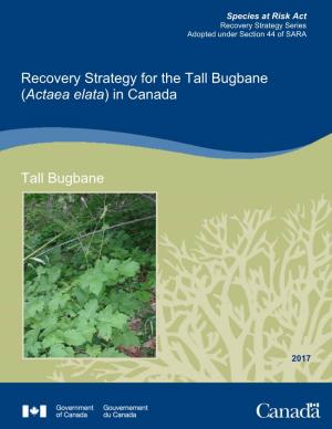 Tall Bugbane (Actaea Elata) in Canada