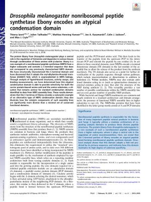 Drosophila Melanogaster Nonribosomal Peptide Synthetase Ebony Encodes an Atypical Condensation Domain