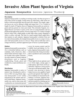Japanese Honeysuckle (Lonicera Japonica Thunberg)