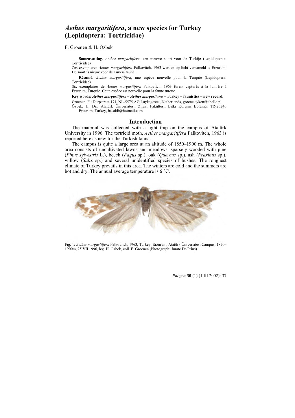 Aethes Margaritifera, a New Species for Turkey (Lepidoptera: Tortricidae)