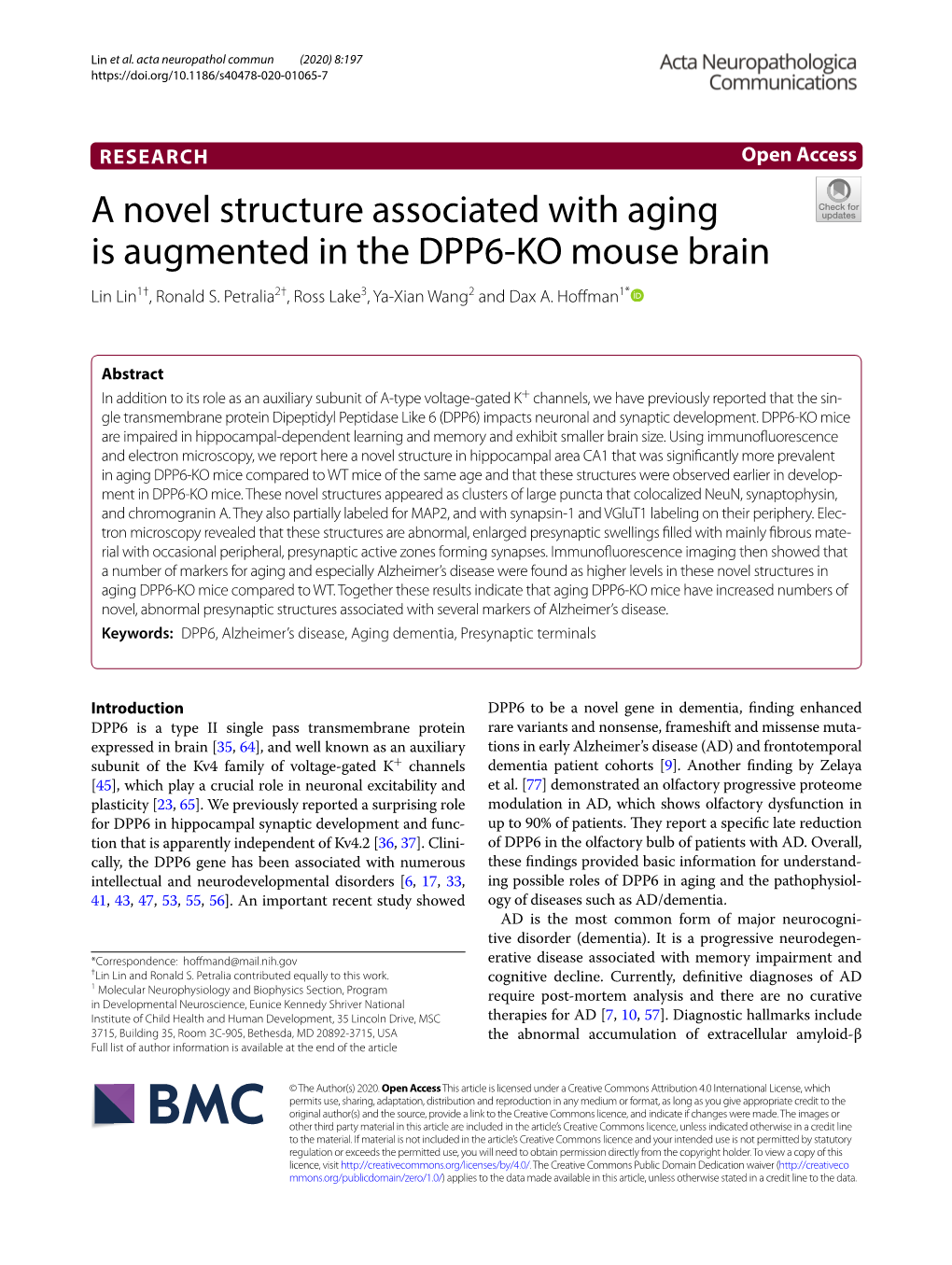 A Novel Structure Associated with Aging Is Augmented in the DPP6‑KO Mouse Brain Lin Lin1†, Ronald S