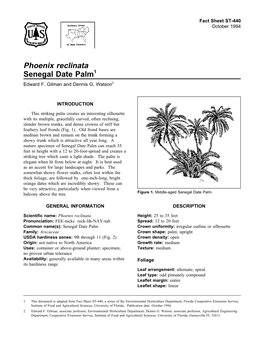 Phoenix Reclinata Senegal Date Palm1 Edward F