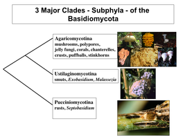 3 Major Clades - Subphyla - of the Basidiomycota