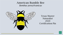 American Bumble Bee Bombus Pensylvanicus