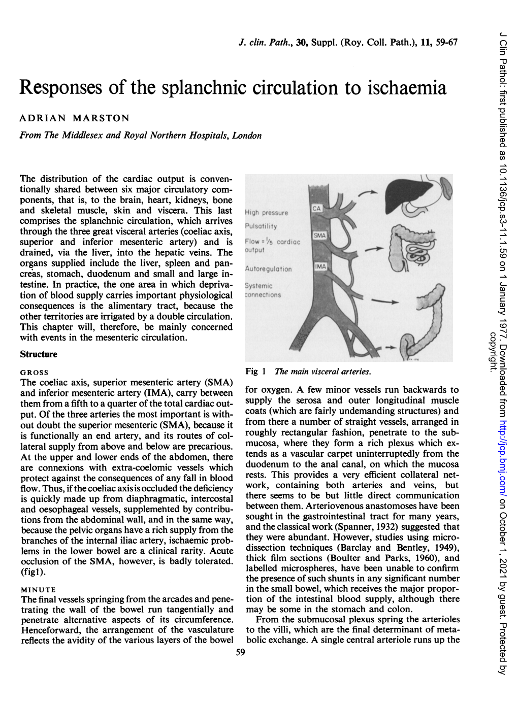 Responses of the Splanchnic Circulation to Ischaemia