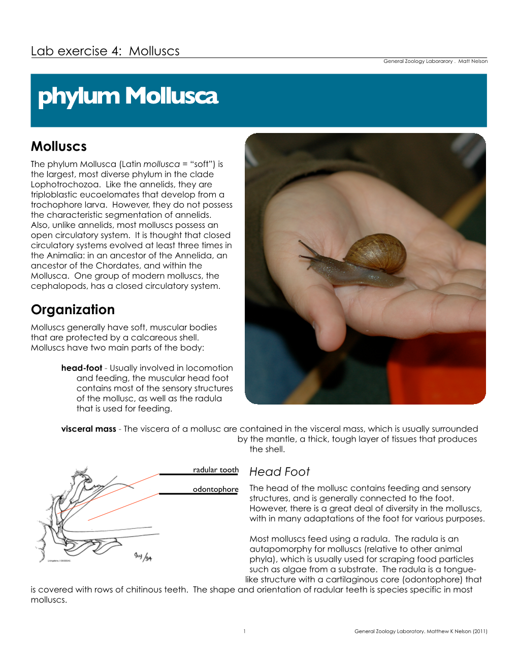 Phylum Mollusca