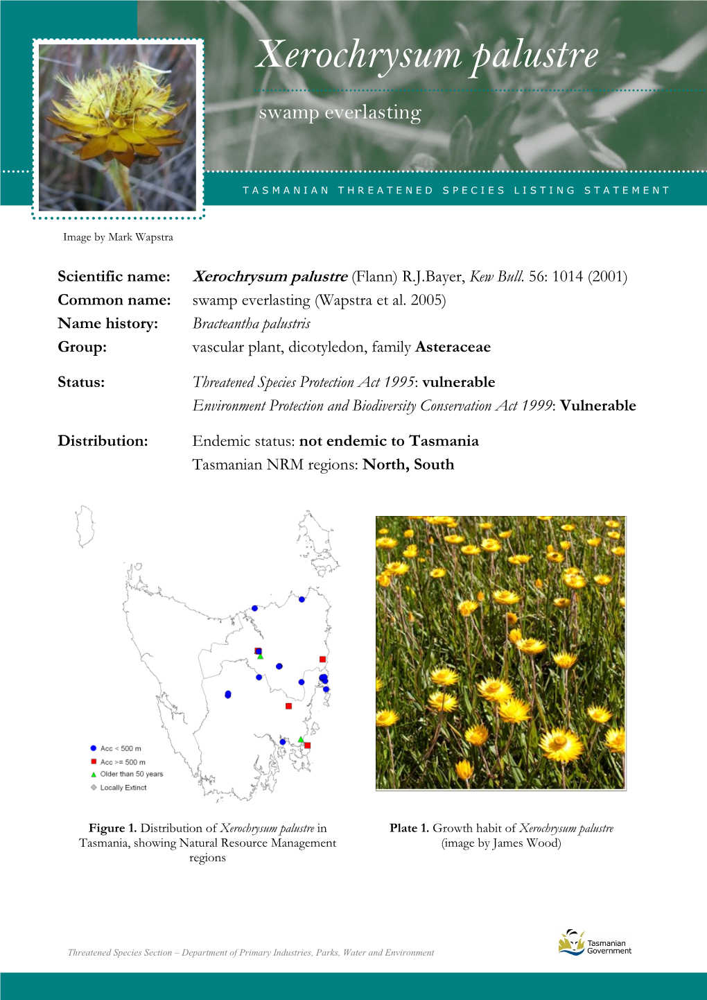 Xerochrysum Palustrepalustre (Swamp Everlasting)