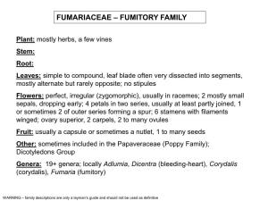 Fumariaceae – Fumitory Family