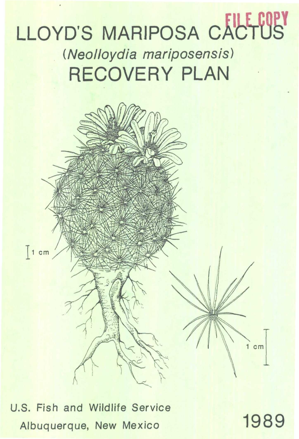 Lloyd's Mariposa C Recovery Plan 1989