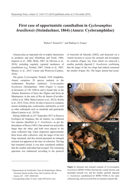 First Case of Opportunistic Cannibalism in Cycloramphus Brasiliensis (Steindachner, 1864) (Anura: Cycloramphidae)