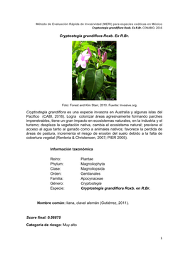 Cryptostegia Grandiflora Roxb
