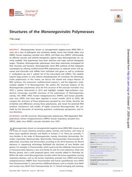 Structures of the Mononegavirales Polymerases