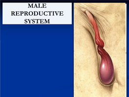 4-Male Pelvic Organs -.Pdf