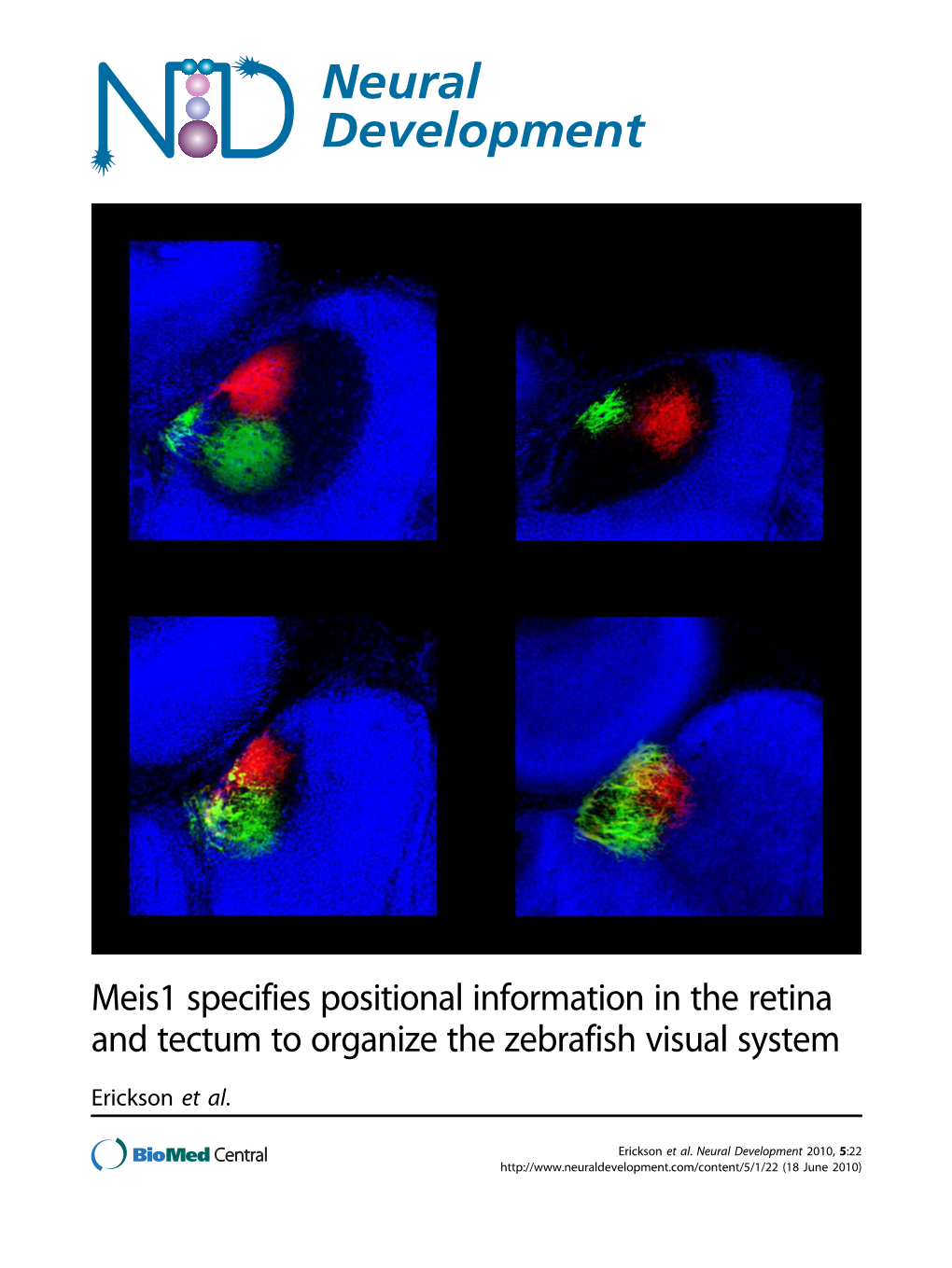 View with Anterior to the Defects in Ephrin Gene Expression Are Not Due to Failings Left