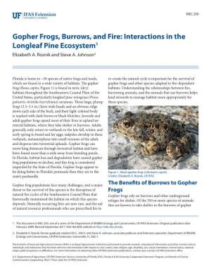 Gopher Frogs, Burrows, and Fire: Interactions in the Longleaf Pine Ecosystem1 Elizabeth A