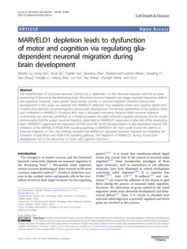 MARVELD1 Depletion Leads to Dysfunction of Motor and Cognition Via Regulating Glia-Dependent Neuronal Migration During Brain