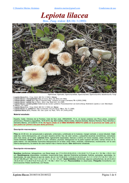 Lepiota Lilacea