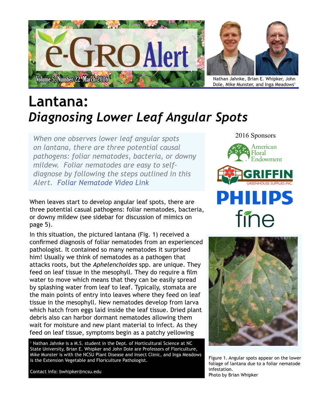 Lantana: Diagnosing Lower Leaf Angular Spots