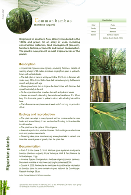 Common Bamboo Classification (Bambusa Vulgaris ) Order Poales Family Poaceae Genus Bambusa Species Bambusa Vulgaris Originated in Southern Asia