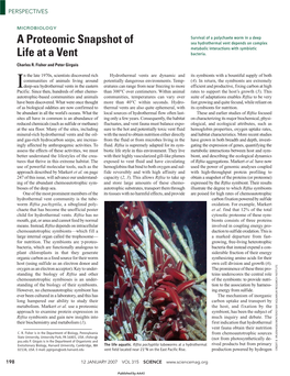 A Proteomic Snapshot of Life at a Vent