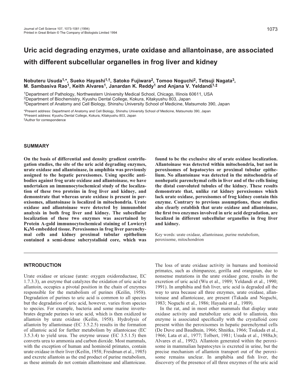 Uric Acid Degrading Enzymes, Urate Oxidase and Allantoinase, Are Associated with Different Subcellular Organelles in Frog Liver and Kidney