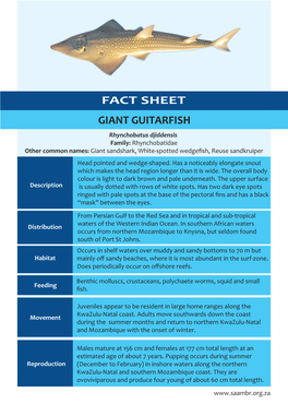 Giant Guitarfish