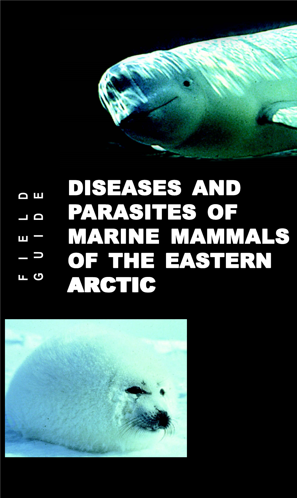 Diseases and Parasites of Arasites of Marine Mammals of the Eastern Arctic